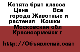 Котята брит класса › Цена ­ 20 000 - Все города Животные и растения » Кошки   . Московская обл.,Красноармейск г.